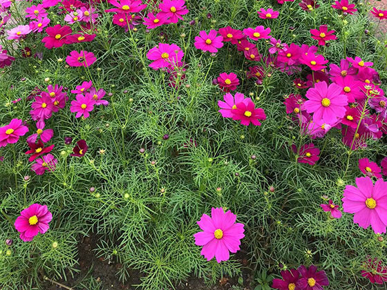 芜湖鲜花绿植仿真花